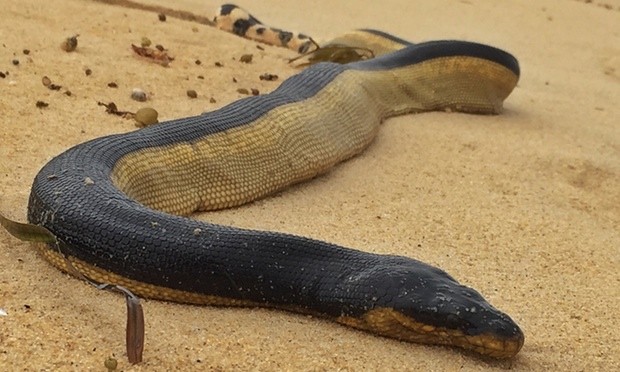 Rắn biển có độc (Venomous) phơi xác trên bờ biển Australia này là một loài rắn biển nhiệt đới, khổng lồ có bụng vàng.